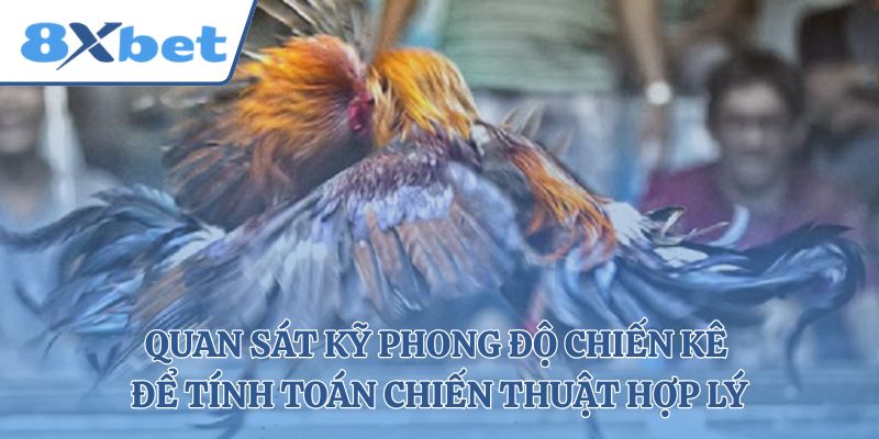 Quan sát kỹ phong độ chiến kê để tính toán chiến thuật hợp lý