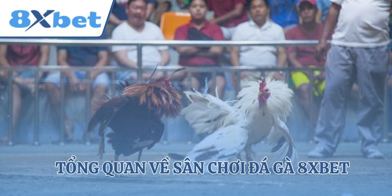 Tổng quan về sân chơi đá gà 8xbet 